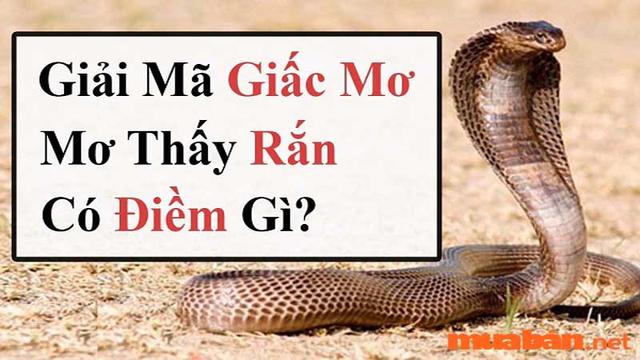 2. Giải mã các giấc mơ thấy rắn thường gặp
