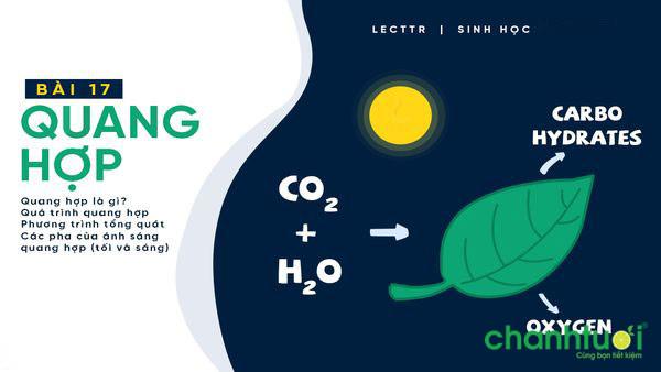 6. Các ứng dụng và lợi ích của quang hợp trong cuộc sống hàng ngày 6. Các ứng dụng và lợi ích của quang hợp trong cuộc sống hàng ngày