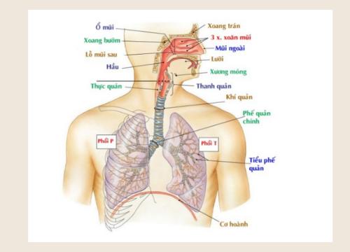 10. Những điểm cần biết về hệ hô hấp, bao gồm khả năng nổi của phổi, vai trò của lông mũi, ho, ngáp, lá phổi duy nhất 10. Những điểm cần biết về hệ hô hấp, bao gồm khả năng nổi của phổi, vai trò của lông mũi, ho, ngáp, lá phổi duy nhất