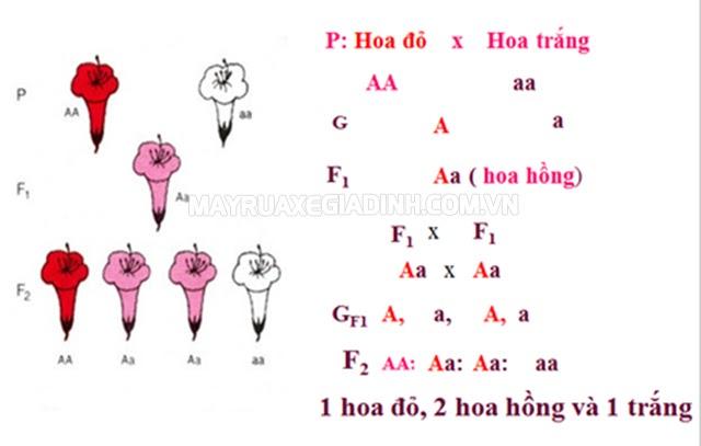 7. Tương quan trội - lặn trong thực tế sản xuất 7. Tương quan trội - lặn trong thực tế sản xuất